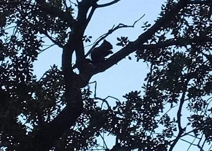 Alpehytte Familial Entre Les Pins Agde